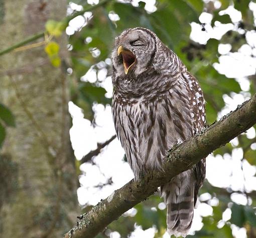 Barred owl - the alternative shots-barred-owl-pr-3.jpg