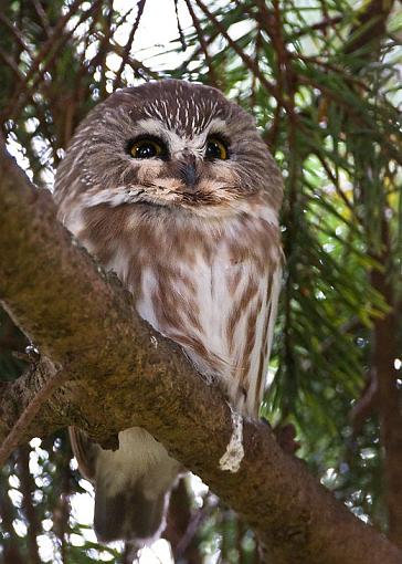 Northern Saw-whet Owl-northern-saw-whet-owl-pr.jpg