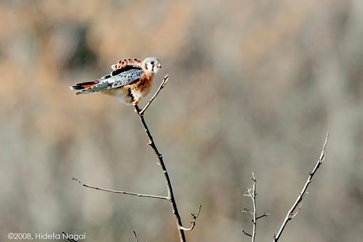 Tale of a Kestrel and a Red-Tailed Hawk-take-down-1-.jpg