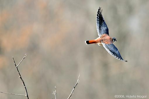 Tale of a Kestrel and a Red-Tailed Hawk-take-down-1-b.jpg