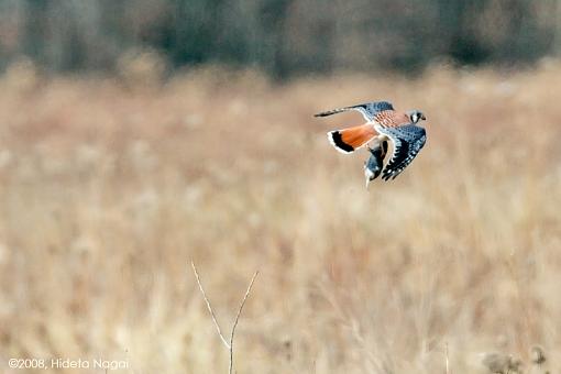 Tale of a Kestrel and a Red-Tailed Hawk-take-down-1-c.jpg