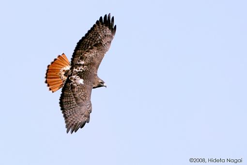 Tale of a Kestrel and a Red-Tailed Hawk-take-down-2-.jpg