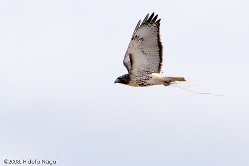 Tale of a Kestrel and a Red-Tailed Hawk-take-down-2-b.jpg