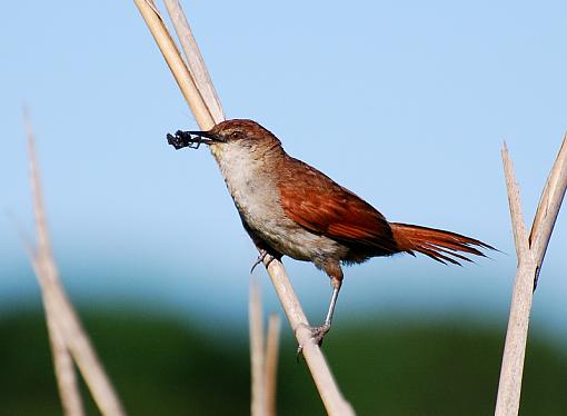 Down in the mud.-yellow-spinetail0001_1.jpg