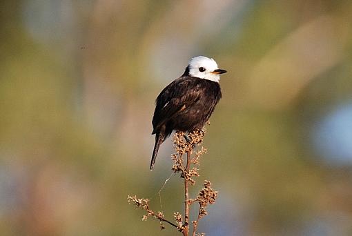 Down in the mud.-white-headed-marsh-tyrant0001.jpg