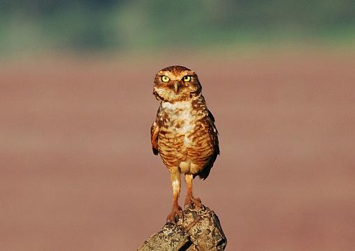 Down in the mud.-owl0001-copy.jpg