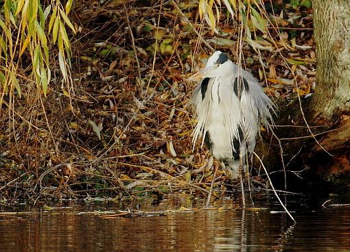 My grey heron had a bad hair day...-dsc04359-1-.jpg