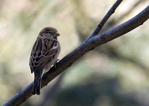 Some backyard wildlife...-img_3065_edited-1.jpg