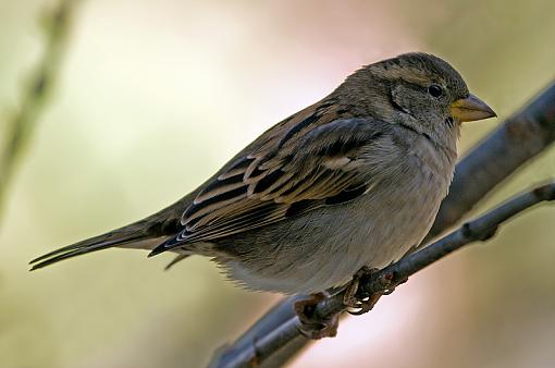 Some backyard wildlife...-img_3072_edited-4.jpg