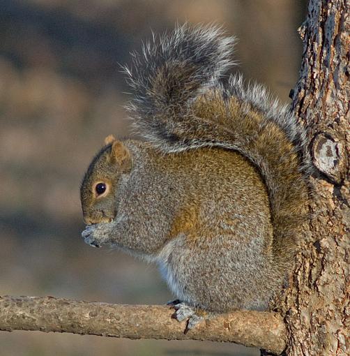 Some backyard wildlife...-dsc01223_edited-1.jpg