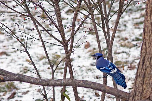 Some backyard wildlife...-dsc01242_edited-2.jpg