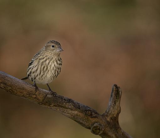 Some backyard wildlife...-img_3568_edited-3.jpg