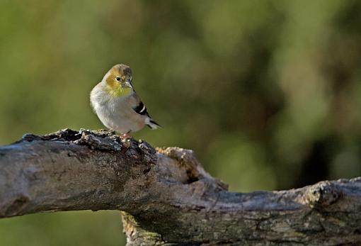 Some backyard wildlife...-img_3581_edited-2.jpg