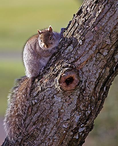 Some backyard wildlife...-img_3588_edited-1.jpg