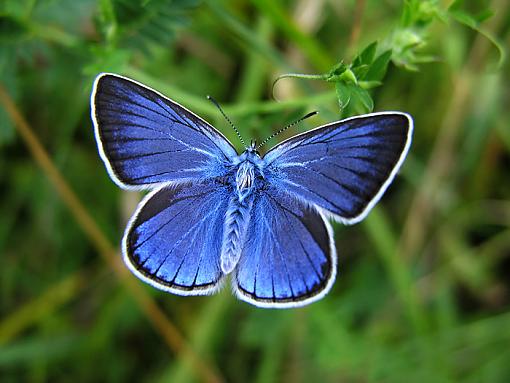 European butterflies pictures-1-10-.jpg