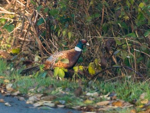 Fall 2008 Bird ID Thread.-what-bird-id-pr-copy.jpg