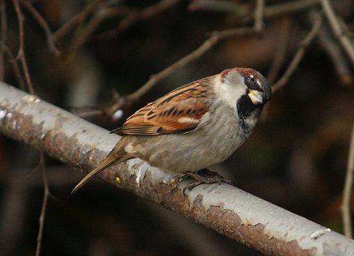 Just a cute house sparrow...-dsc04586pr.jpg