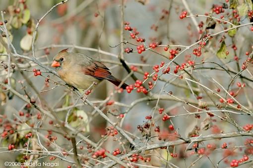 Two advantages of living &quot;up North&quot;-november-cardinal-1.jpg