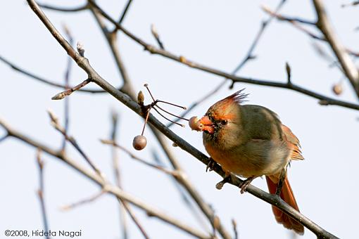 Two advantages of living &quot;up North&quot;-november-cardinal-3.jpg