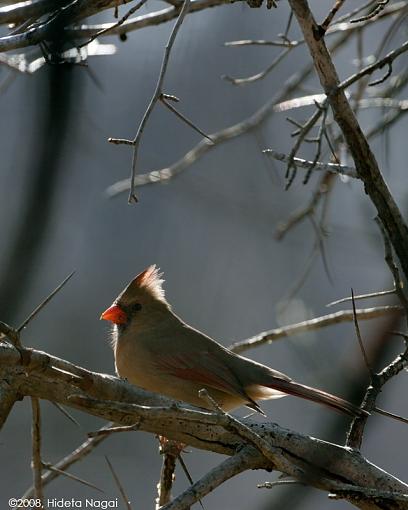 Two advantages of living &quot;up North&quot;-november-cardinal-4.jpg