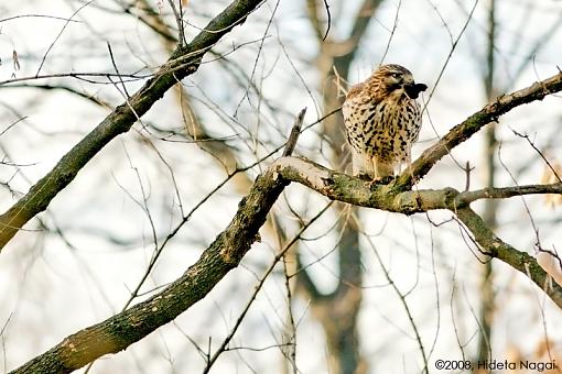 Two advantages of living &quot;up North&quot;-backyard-hawk.jpg