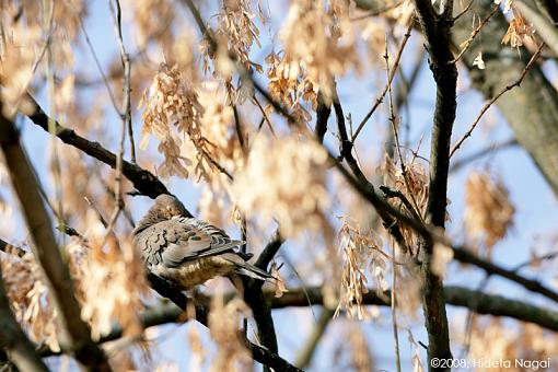 So what was in YOUR backyard in 2008?-backyard-birds-1.jpg