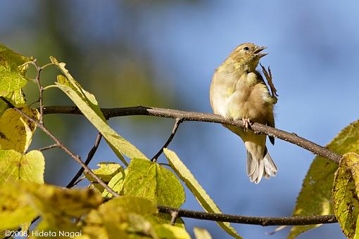 So what was in YOUR backyard in 2008?-backyard-birds-3.jpg