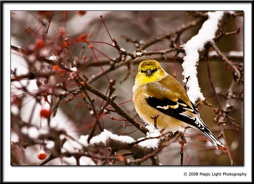 Snow Bird-img_1853.jpg