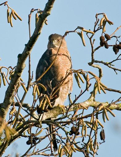 Fall 2008 Bird ID Thread.-bird-id-what-.jpg