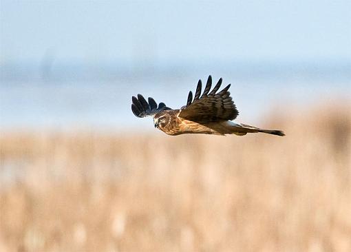 Northern Harrier Flying-northern-harrier-flying-1-pr.jpg