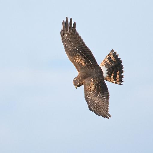 Northern Harrier Flying-northern-harrier-flying-pr-2.jpg