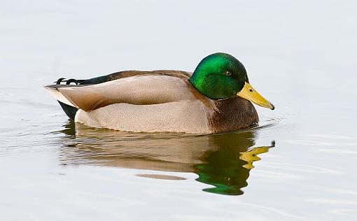 It's only a Mallard-mallard-relaxing-pr.jpg