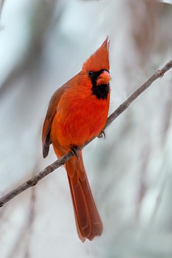 More Backyard Friends...-img_3882_edited-5.jpg