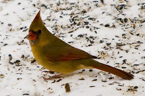 More Backyard Friends...-img_3893_edited-1.jpg