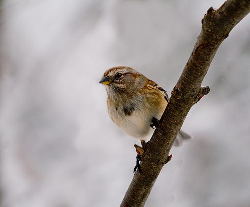 More Backyard Friends...-img_3810_edited-2.jpg