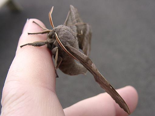 Poplar Hawk Moth-06230102.jpg