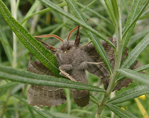 Poplar Hawk Moth-06230112.jpg