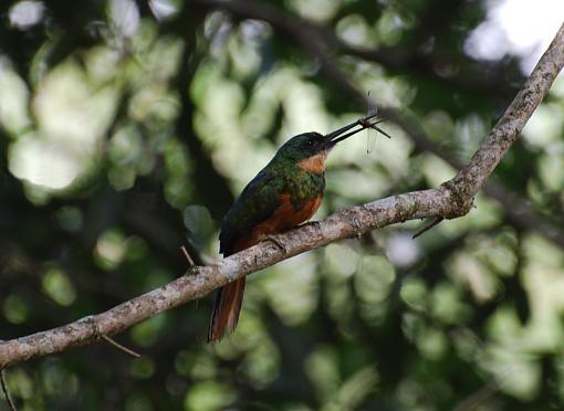 Tales from the river bank-rufous-tailed-jacamar.jpg