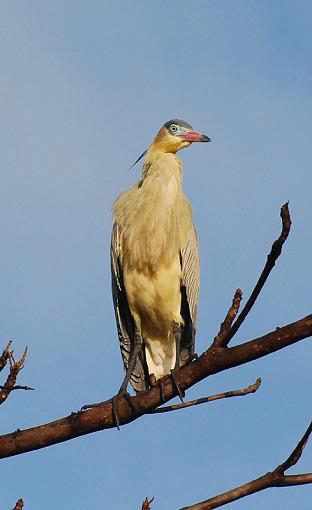 Tales from the river bank-whistling-heron3.jpg