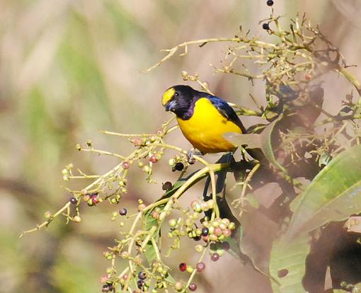 Tales from the river bank-purple-throated-euphonia-13-e.jpg