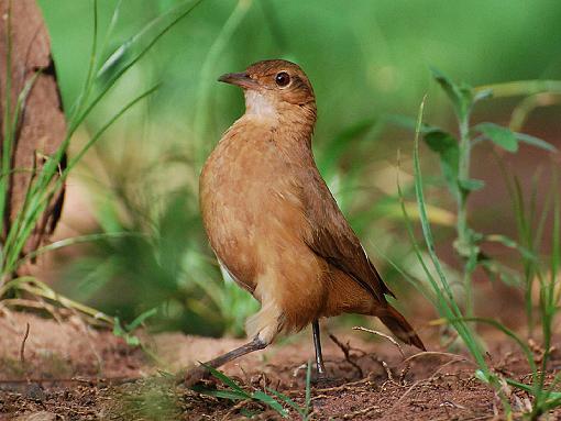 Tales from the river bank-thrush.jpg