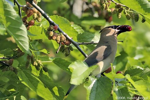 So what was in YOUR backyard in 2008?-backyard-mulberry-3.jpg