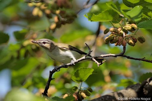 So what was in YOUR backyard in 2008?-backyard-mulberry-4.jpg