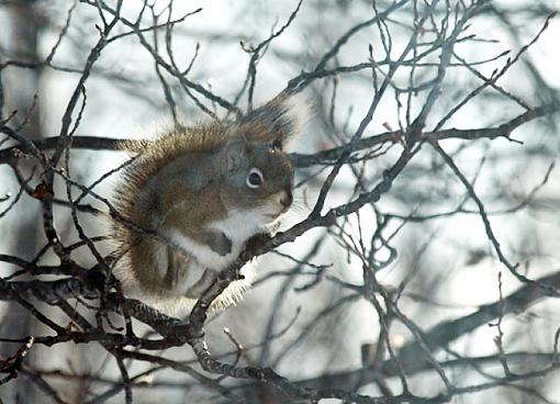 So what was in YOUR backyard in 2008?-squirrel-tree_edited.jpg