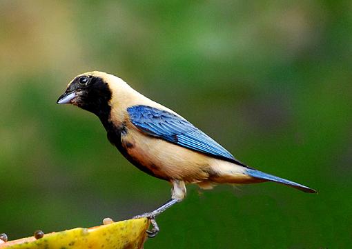 Your so vain !-burnished-buff-tanager.jpg