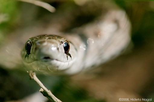 So what was in YOUR backyard in 2008?-backyard-snake.jpg