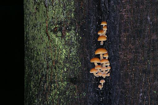 Help needed - my first mushrooms-dsc04835pr.jpg