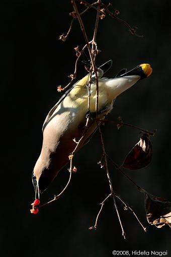 Last Fruits of the Year-last-fruit.jpg