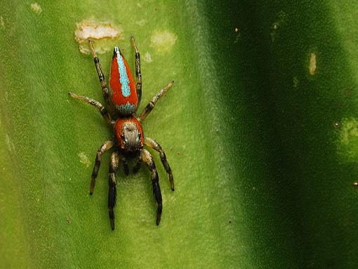 Jumping Spider-jumping-spider-e.jpg