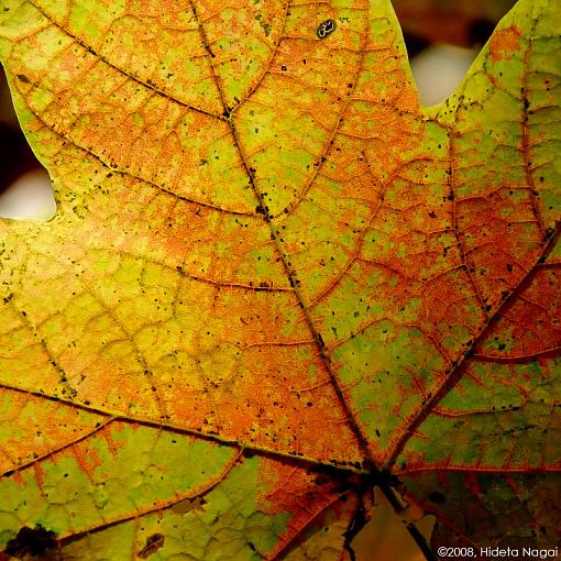 Leafing Through-leaf.jpg